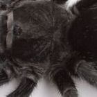 绿光少儿教育 Logo